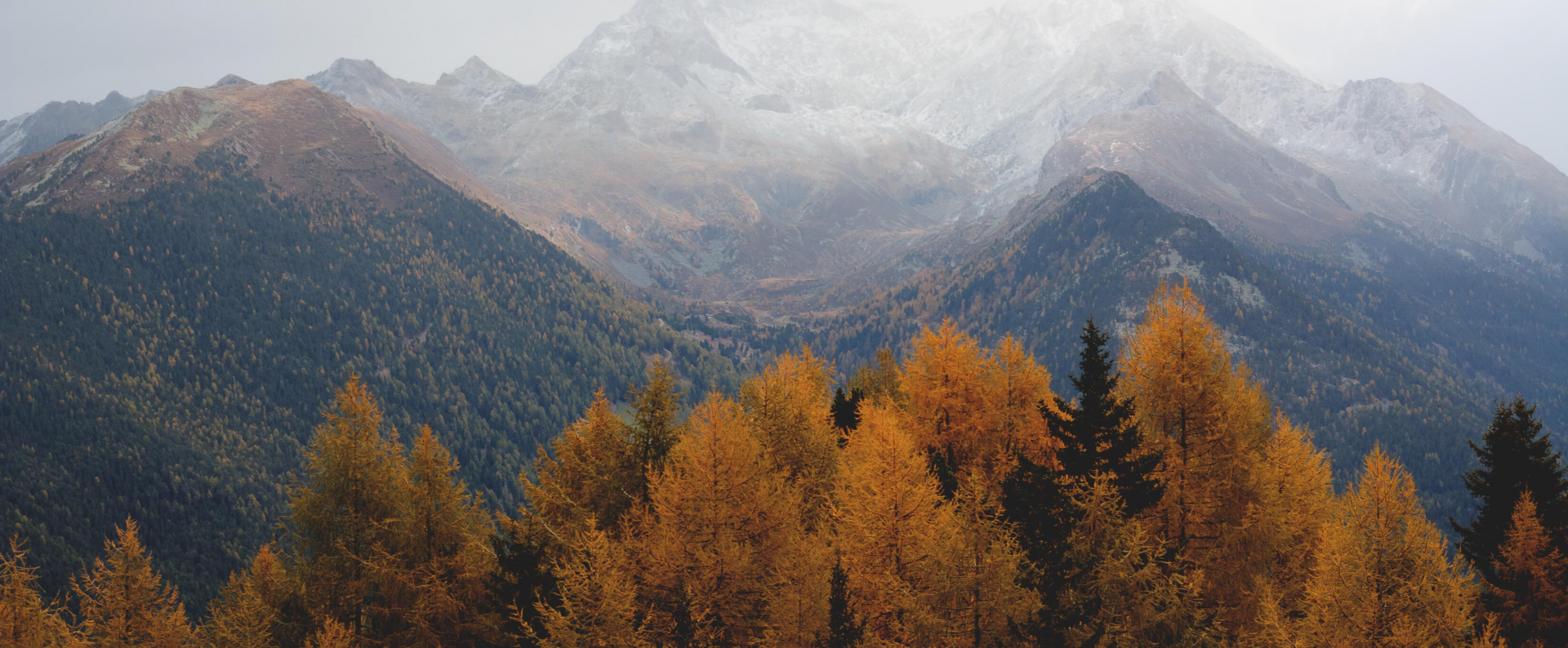 fall trees and mountains